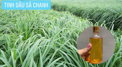 VIỆT GROUP -  CUNG CẤP TINH DẦU THIÊN NHIÊN