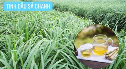 CÂY SẢ CHANH VIỆT NAM